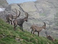 Salita al Pizzo Tre Signori da Valtorta il 19 luglio 08 